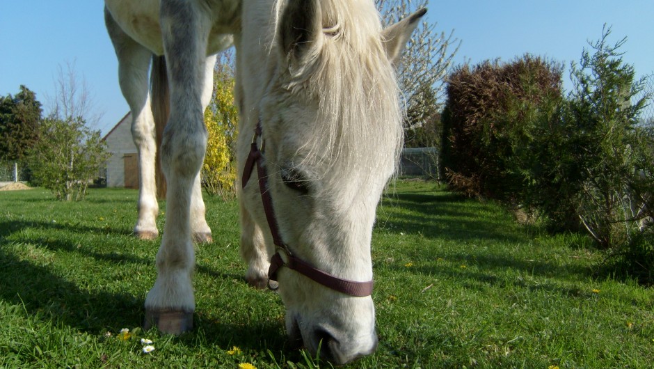 Les yeux et oreilles sont des indicateurs visuels de l’attention chez le cheval domestique