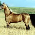 Quel est le plus beau cheval du monde ?