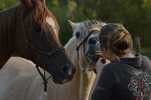 Chaque propriétaire est vigilant à la santé des autres chevaux.