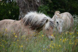 Les chevaux sont des mammifères sociaux