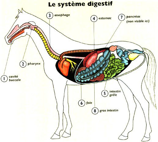 Le fonctionnement du système digestif