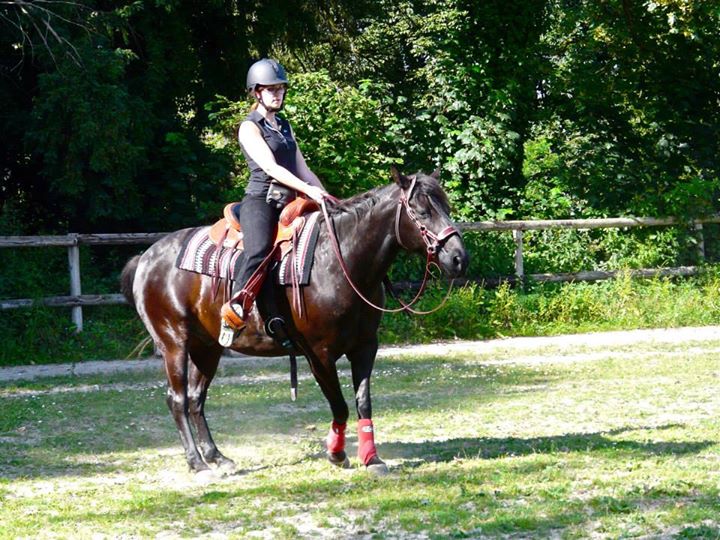 Exercices et manœuvres de bases : avoir un cheval western ?
