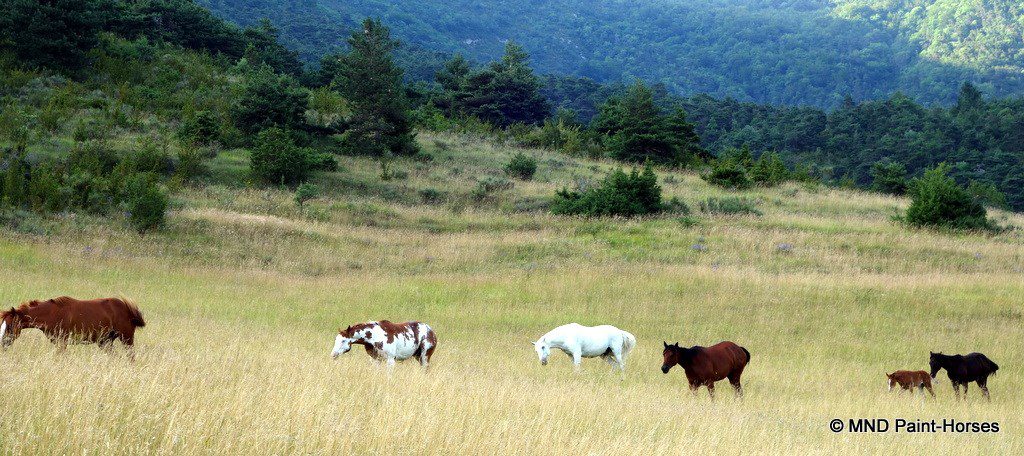 Elever des chevaux de halter au cœur de la nature, un pari osé ?