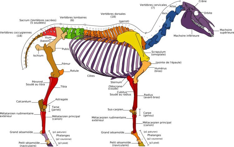 Quel planning de développement du squelette chez le cheval ?