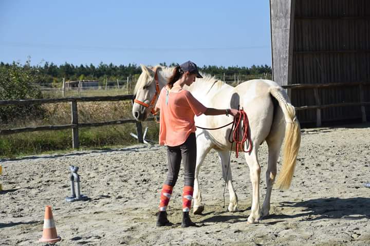 Éducation et dressage du cheval : utilisation de la pression et des renforcements positifs et négatifs