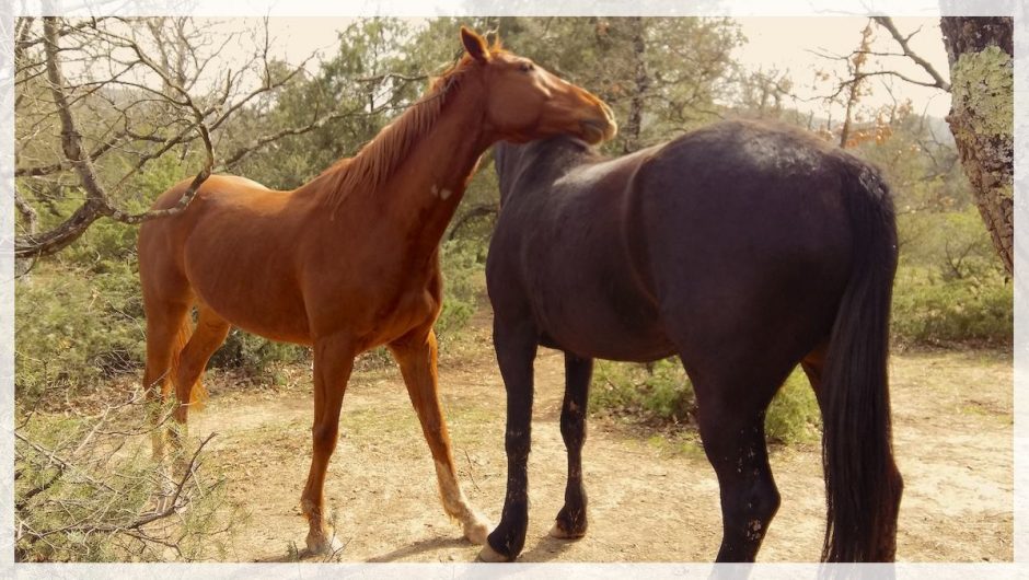 Cognition et apprentissage chez le cheval : ce que nous savons, et pourquoi nous devons en savoir davantage